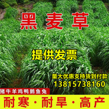 进口黑麦草种子多年生牧草种子四季养殖喂羊牛鸡鸭鹅草鱼牧草种籽