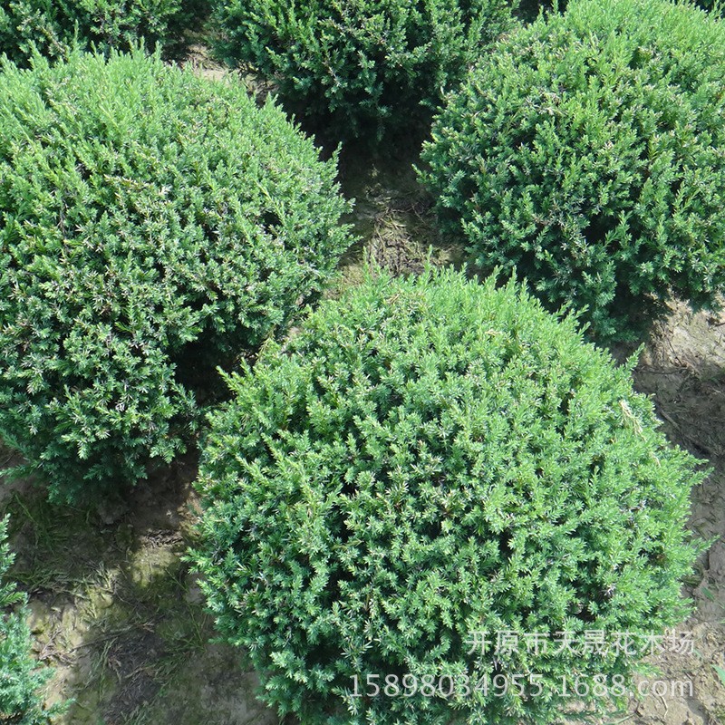 五角枫 丛生五角枫 异形五角枫 五角枫球 东北耐寒 彩叶绿化树