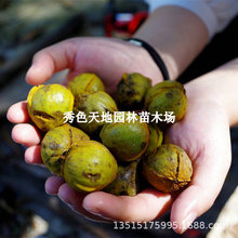 嫁接美国碧根果山核桃树果苗薄壳纸皮山核桃树苗南北方庭院盆地栽