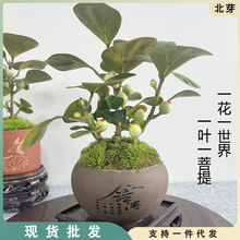 禅意小盼菩提盆栽植物室内花四季客厅观叶办公室绿植好养活盆景树