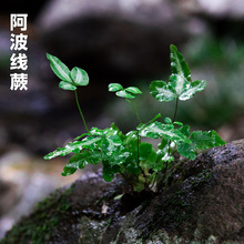 蕨类微景观水陆雨林缸假山造景绿植生态瓶DIY材料耐阴湿观叶植物