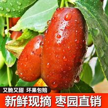 【坏果包赔】宁夏灵武长枣新鲜水果大红枣子脆甜冬枣青枣3/5斤