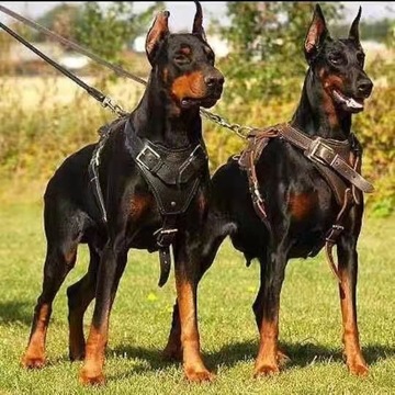 纯种杜宾犬幼犬护卫犬铁包金黑咖啡色杜宾犬活体德系美系杜宾犬