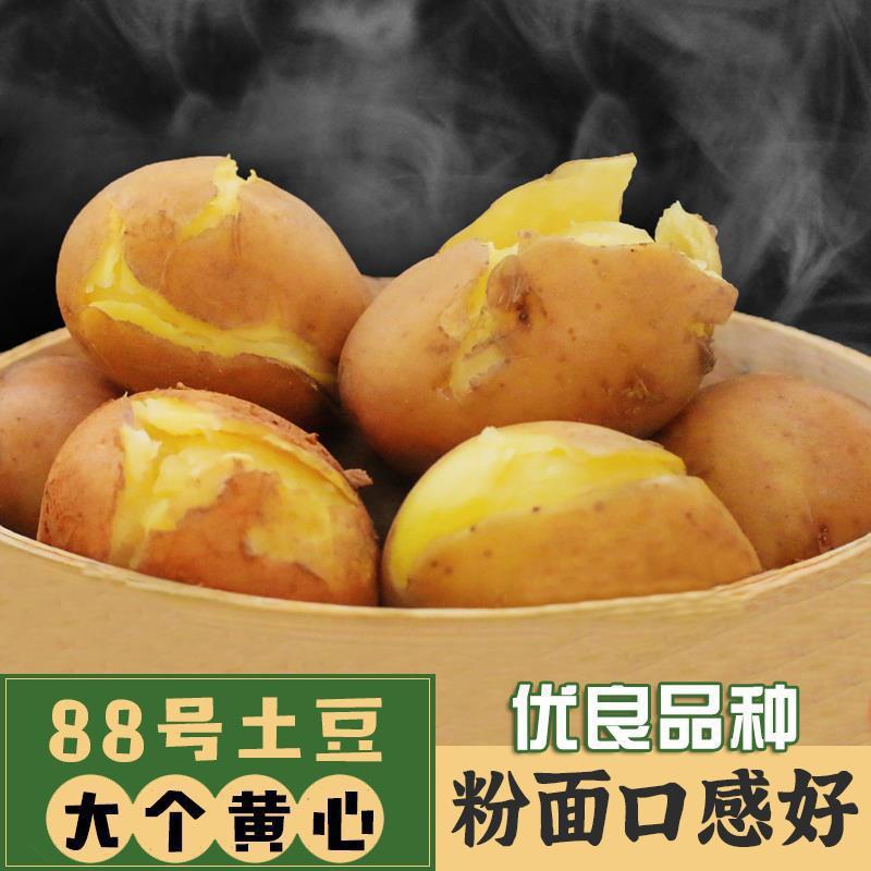 云南会泽农家合作88号老品种大土豆红皮黄心洋芋10斤-阿里巴巴