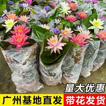 睡莲水培植物 带花苞 四季开花莲花池塘鱼缸水养荷花睡莲根快花卉