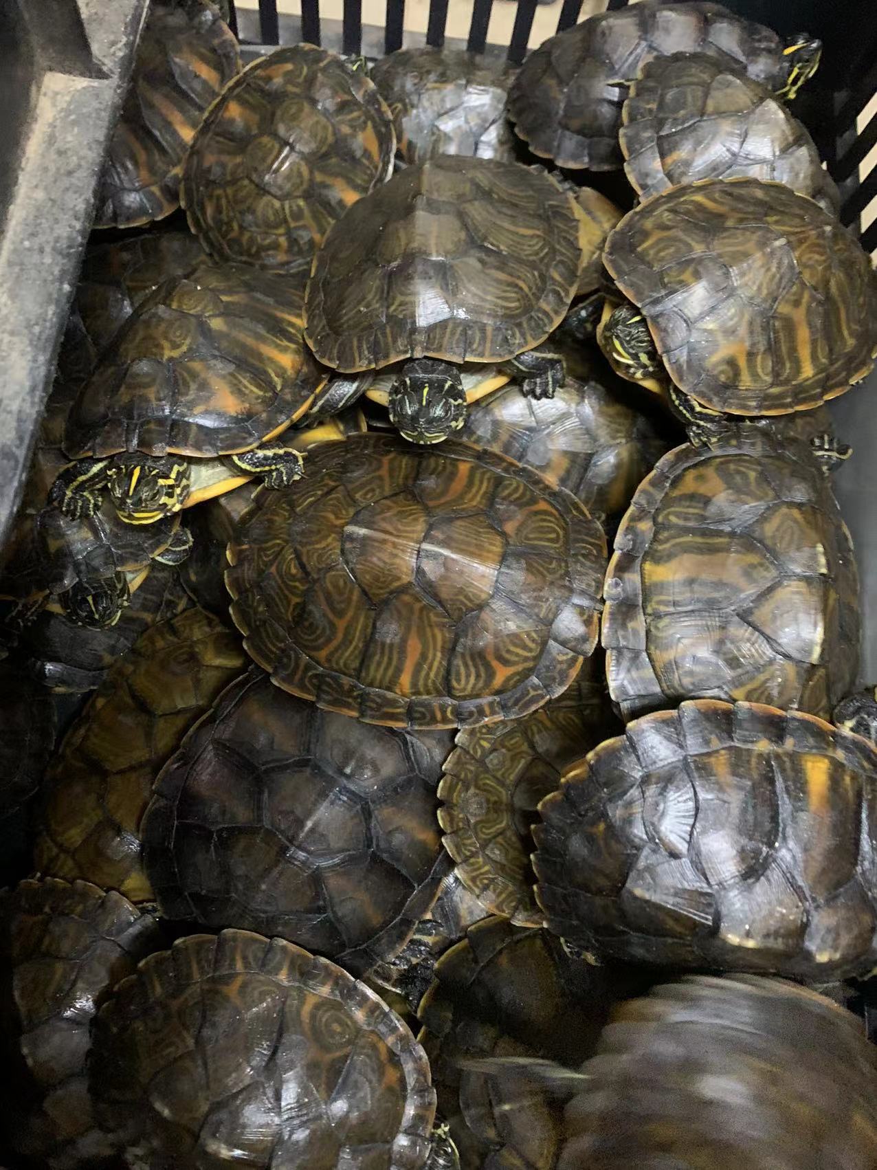 5-6cm20-40克左右广东强壮观赏龟,7cm40-60克左右广东强壮观赏好养