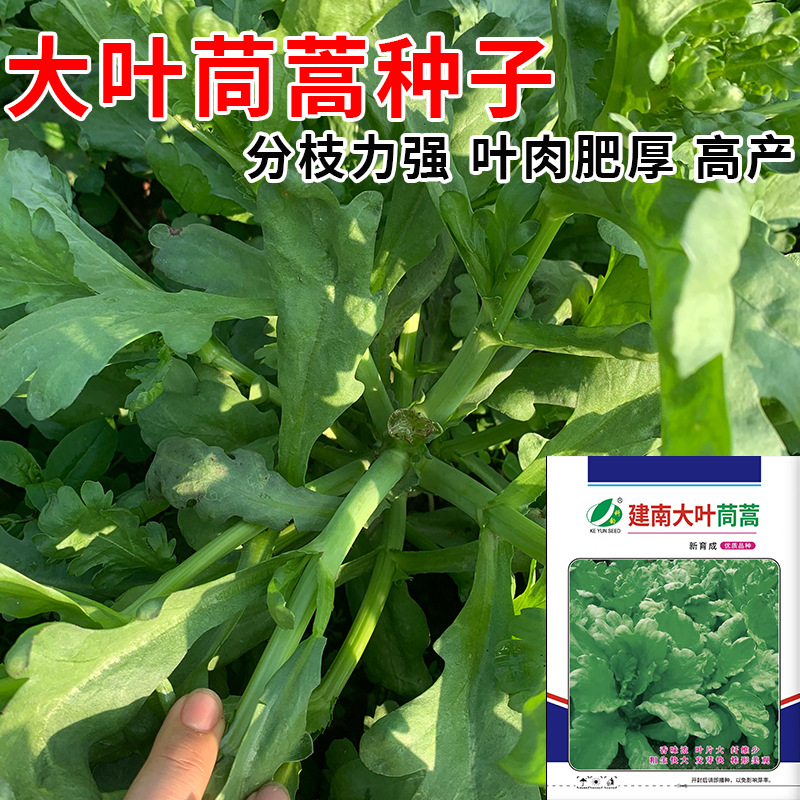 建南大叶茼蒿菜种籽蓬蒿菜籽高产小叶皇帝菜种子农家青菜蔬菜种孑