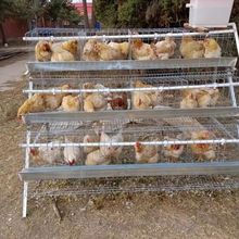 包邮家用鸡笼自动出蛋笼三层双边阶梯式大号鸡笼产蛋鸡养鸡笼