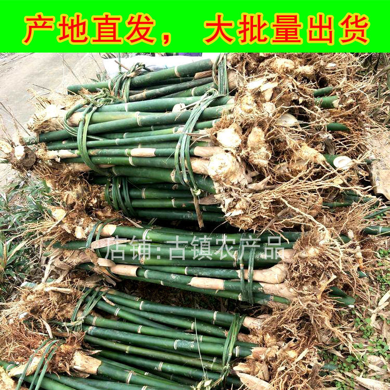 【甜竹苗】-甜竹苗厂家,品牌,图片,热帖-阿里巴巴