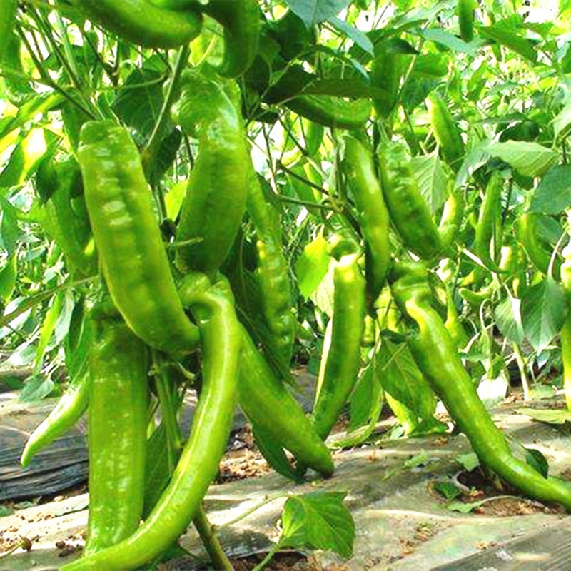 七寸红辣椒种子日本新一代朝天椒8819线椒香辣大金条韩国首尔干椒