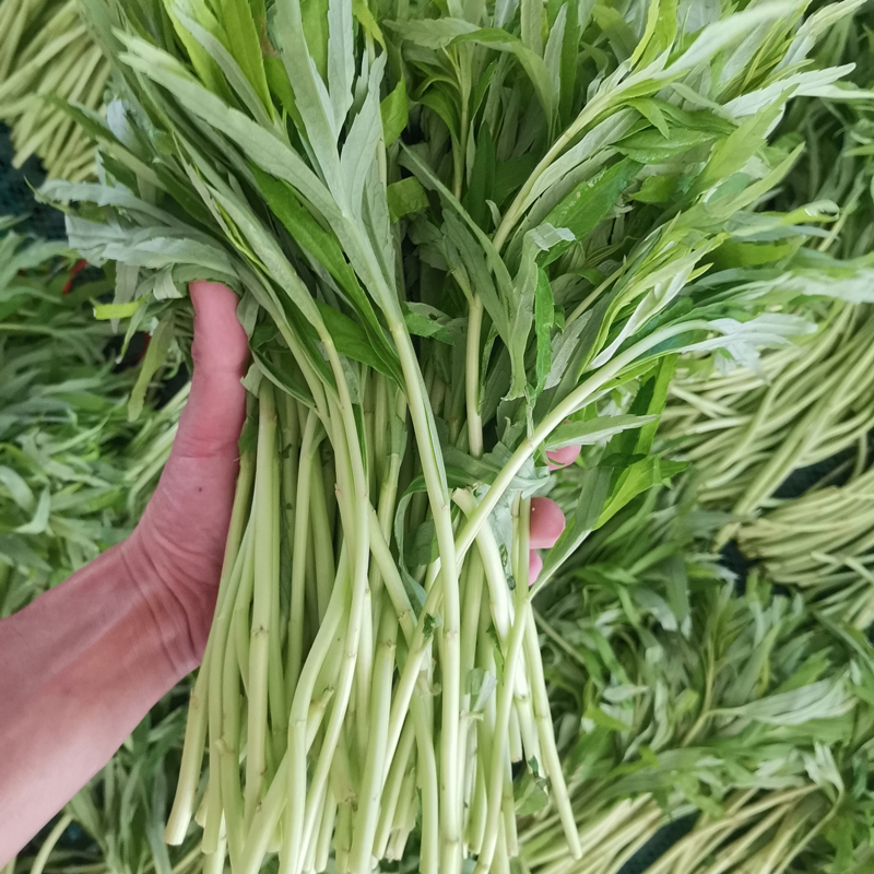 5斤江西鄱阳湖藜蒿新鲜3斤带叶农家篱蒿黎蒿芦蒿泥蒿炒腊肉蔬菜