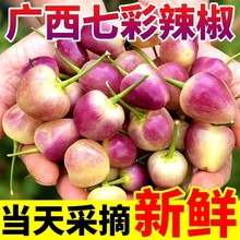 现摘广西七彩椒新鲜辣椒10斤蔬菜五彩椒泡椒小灯笼椒米椒包邮特产