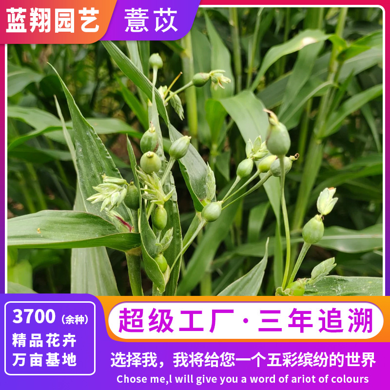 草菩提种子草珠子种子薏苡种子庭院地栽玩耍散珠手串花卉种子批发