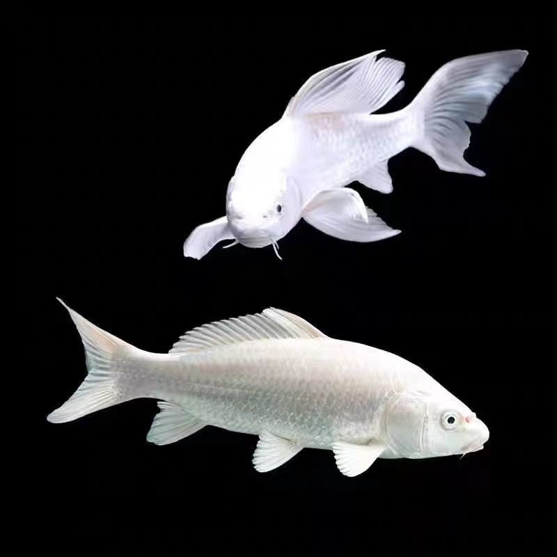 纯种白金龙凤锦鲤活体观赏鱼金鱼黑金黄金龙凤冷水淡水风水发财鱼