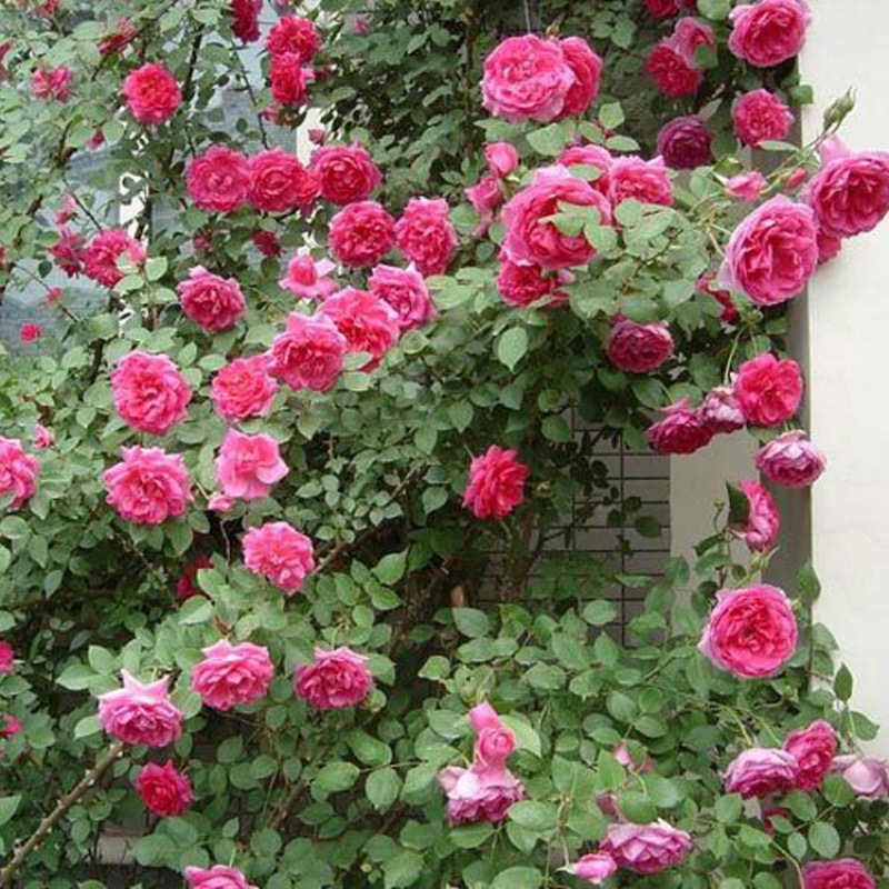 爬藤欧月 蔷薇月季玫瑰藤本 庭院爬藤植物 花苞大花 浓香基地批发