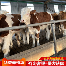 西门塔尔牛牛犊 改良肉牛犊 鲁西黄牛牛犊一头