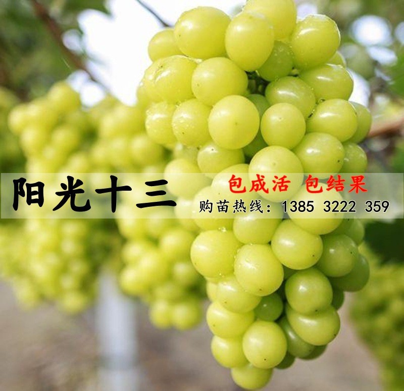 品种苗 阳光十三葡萄苗 5bb嫁接葡萄树苗南北方种植好成活