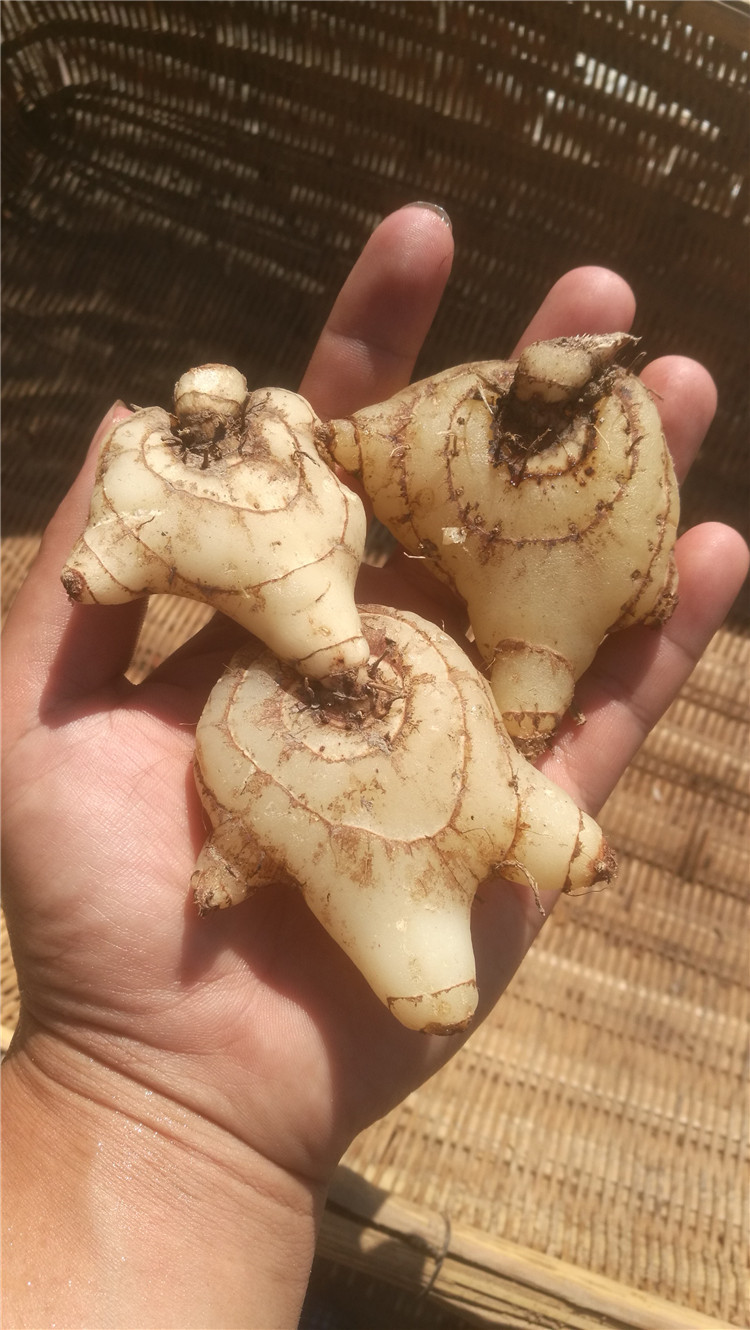 包邮白芨新鲜 三叉紫花大 白及湖南 可种植小种苗现挖