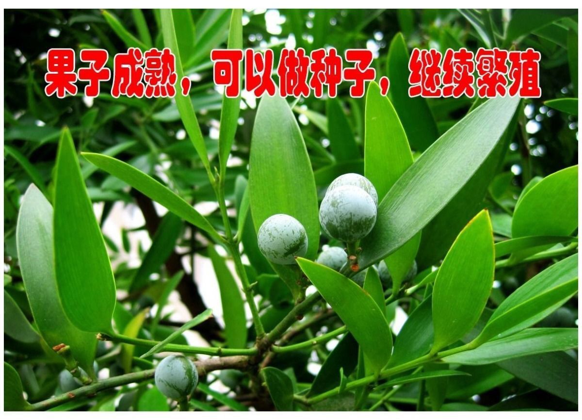 竹柏盆栽室内客厅桌面四季青清香型植物净化空气吸甲醛驱蚊虫花草