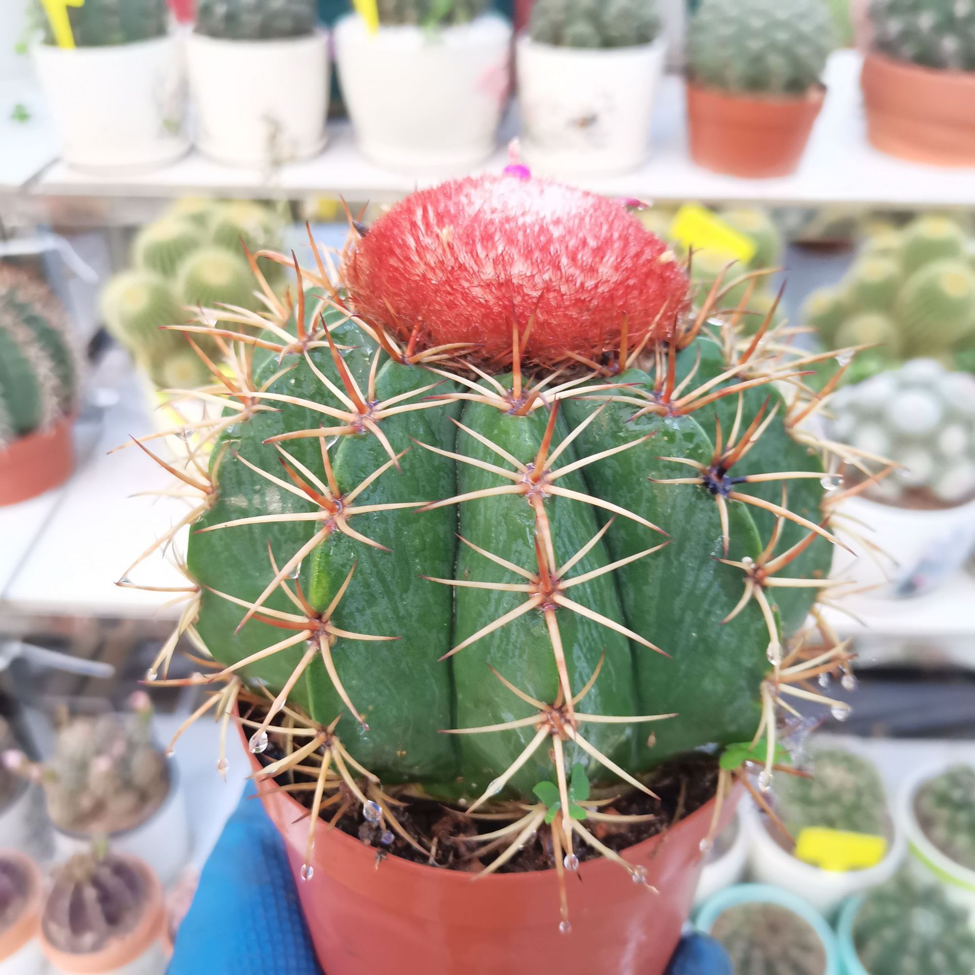 【产地直发】9装出云层云仙人球批发 仙人掌组合盆栽多肉植物批发