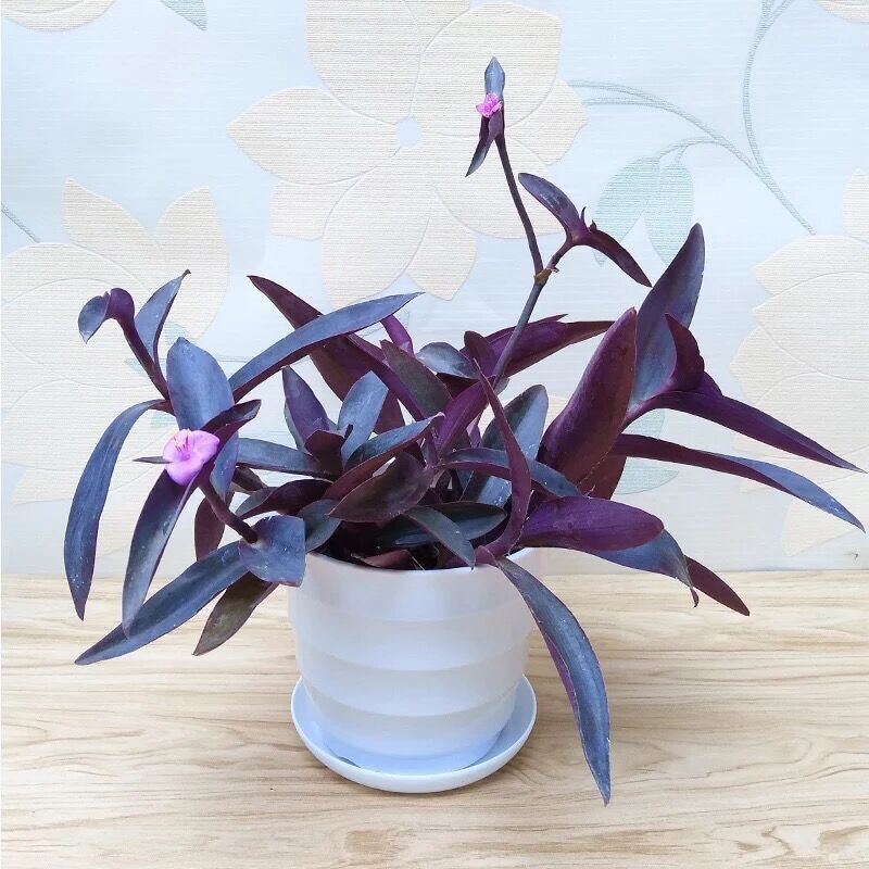 紫竹梅花卉绿植盆栽垂吊室内桌面客厅吊兰批发亚马逊