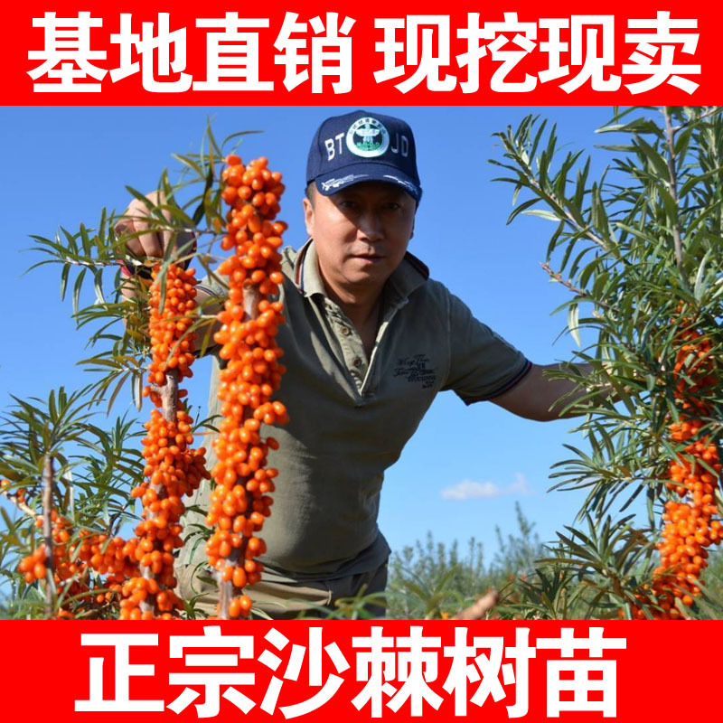 沙棘大果沙棘果树苗南方北方种植盆栽地栽东北正宗沙棘抗耐寒果苗