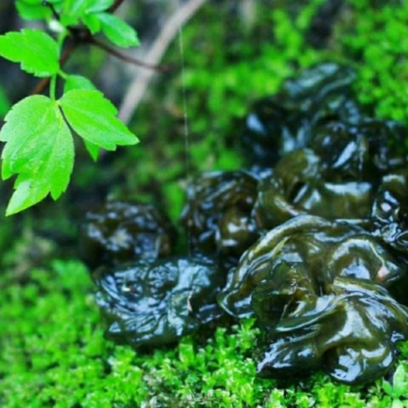 地皮菜甘肃定西纯净干地皮菜干地软地衣地木耳地达菜野菜