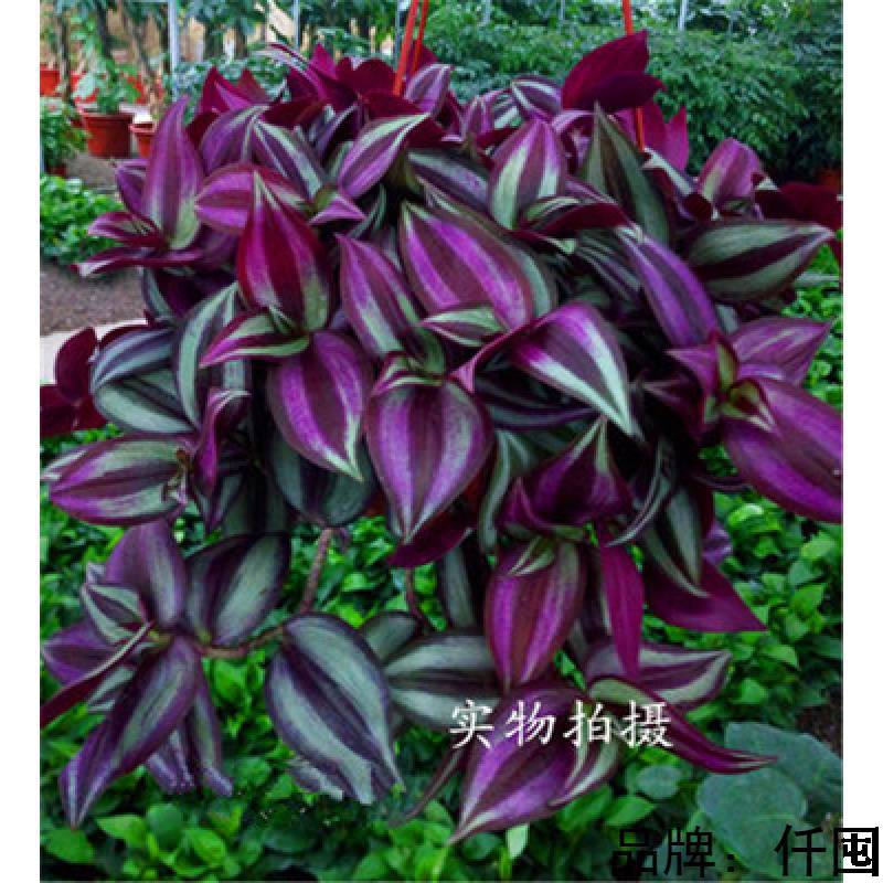 紫叶吊竹梅吊兰绿植盆栽垂吊爬藤花卉室内桌面客厅观叶植物鸭舌草