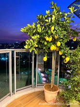 四季结果柠檬树盆栽阳台带果花苞树苗庭院植物水果树绿植去甲醛
