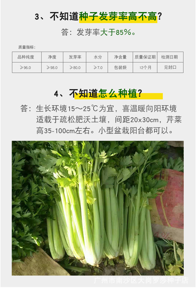 芹菜分类图片