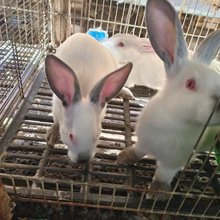 山东肉兔基地伊拉兔幼崽吃什么食物长得好种兔伊拉兔买一组送一只