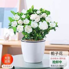 特大盆栀子花浓香型花卉盆栽室内阳台除某醛好养活四季开花植物