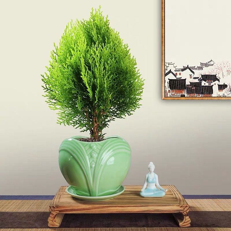玉龙草柏树盆景黄金柏绿植室内除甲醛好养树苗易活净化空气盆栽