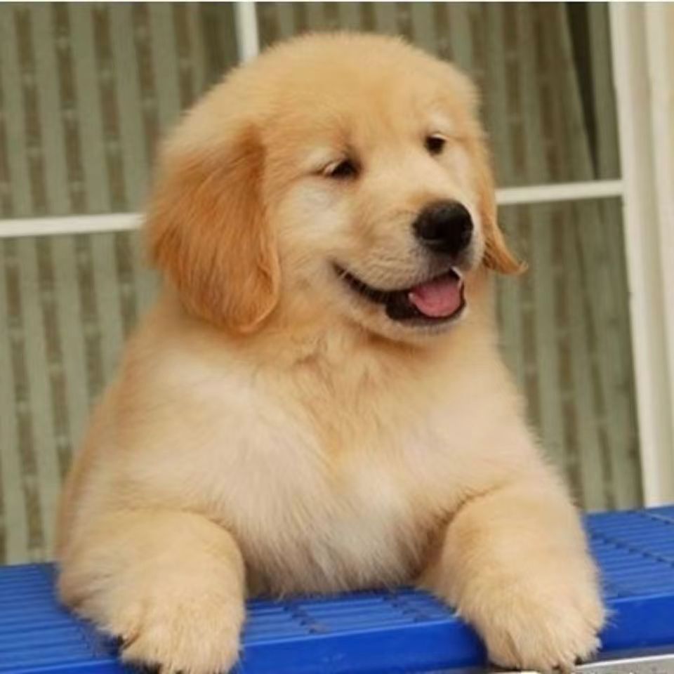 金毛犬纯种金毛幼犬活体中型犬宠物狗崽双血统赛级金毛犬高智商