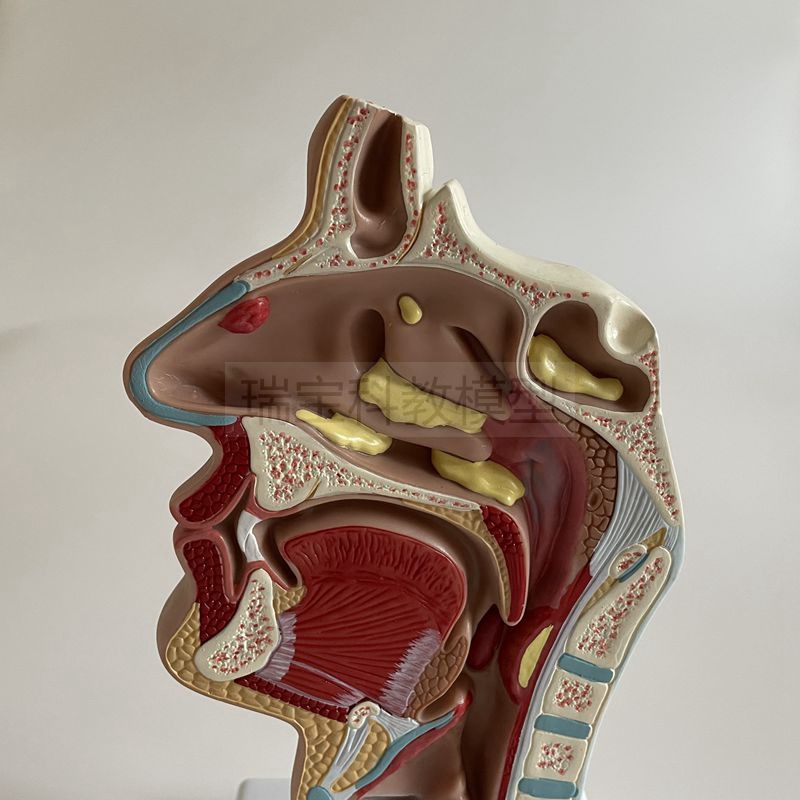 人体鼻腔模型额窦鼻道咽喉扁桃体口腔舌喉咙气管声襞颈部解剖发音
