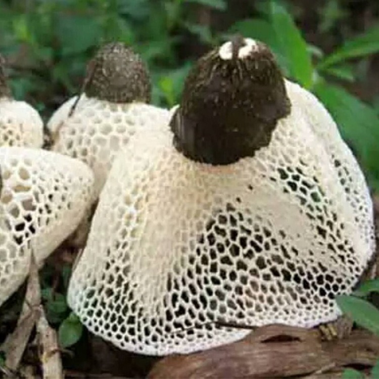 长裙竹荪干货特级野生无硫煲汤食材50g四川宜宾蜀南竹海特产年货