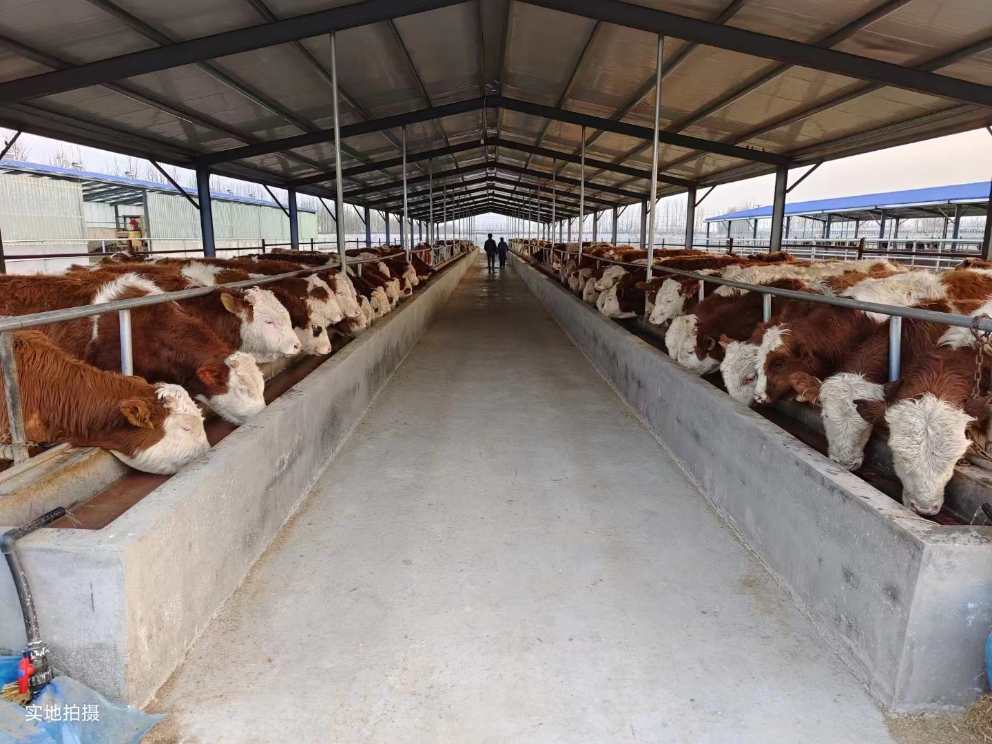 【西门塔尔牛】肉牛犊公母都有 养殖老场信誉高 全程提供技术指导