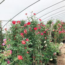 1米欧月藤本月季花苗爬藤大苗盆栽植物花卉庭院四季易活浓香玫瑰