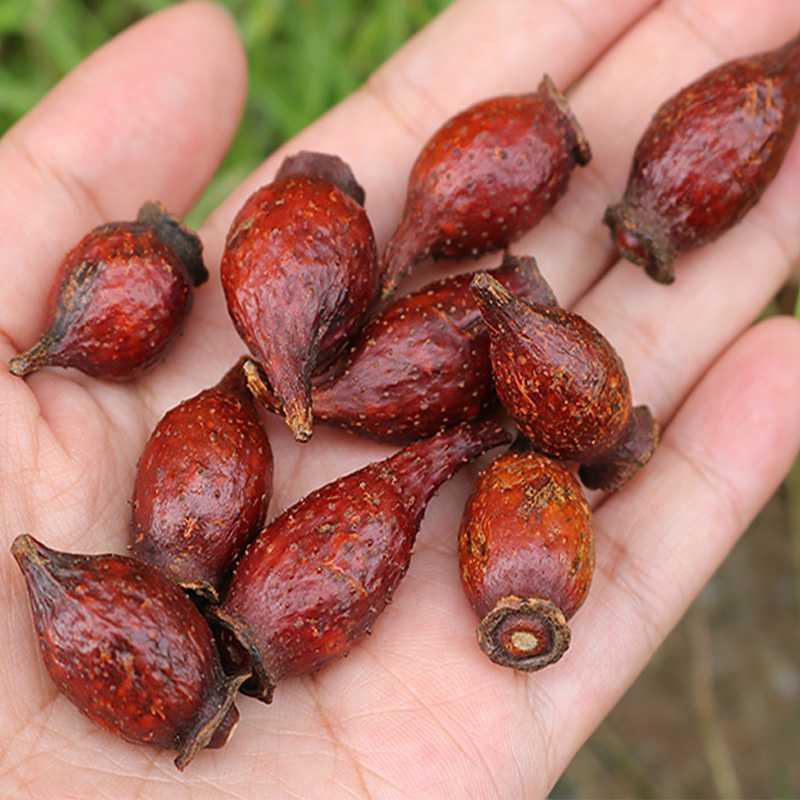 金樱子大别山新鲜野刺梨子干果金英子野山石榴泡茶泡酒