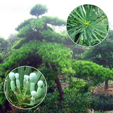 罗汉松树种子雀舌罗汉松大叶小叶红芽台湾珍珠罗汉松种子