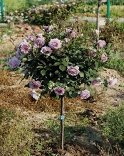 树状月季玫瑰蔷薇花苗开花多色 树桩月季大花品种树型花卉盆栽