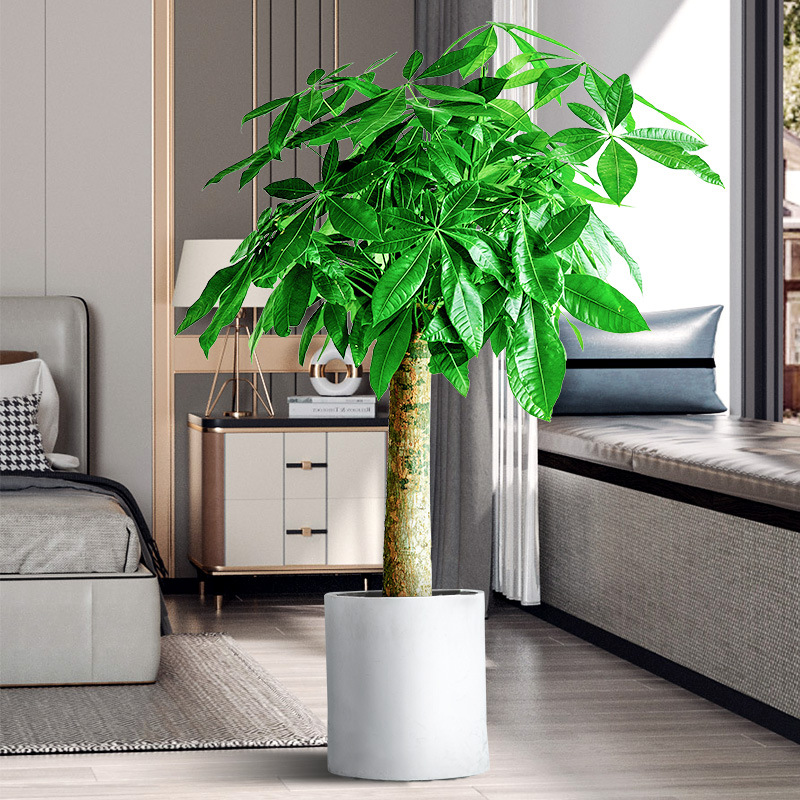 发财树大棵盆栽摆客厅室内大型植物办公室好养绿植乔迁新居花卉大