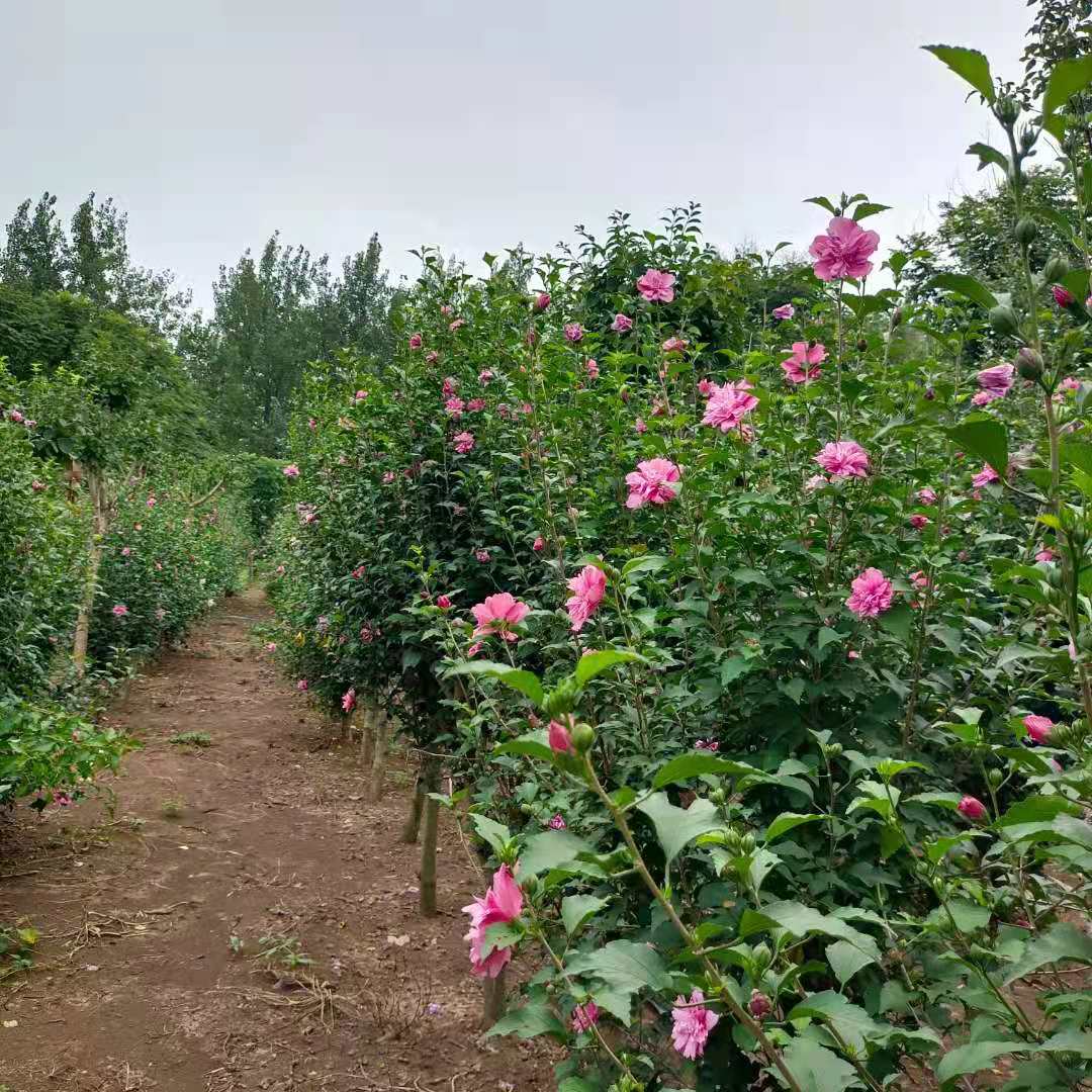 木槿花树苗花卉独杆地栽草本趣味容易带土庭院室外阳台春季裸根