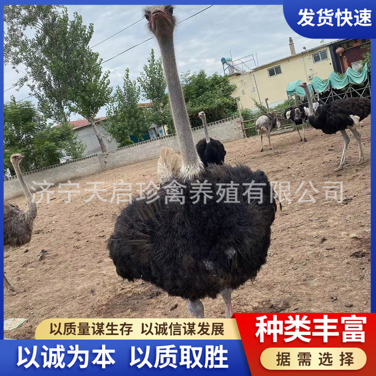 常年出售散养鸵鸟 鸵鸟苗活体,景区观赏特种珍禽鸵鸟多少钱一只