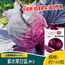 紫水果甘蓝种子 农田菜园春秋播蔬菜紧球紫球甘蓝籽易种植