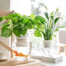 包邮水培植物玻璃瓶透明玻璃器皿绿萝铜钱草室内客厅鱼缸容器大号