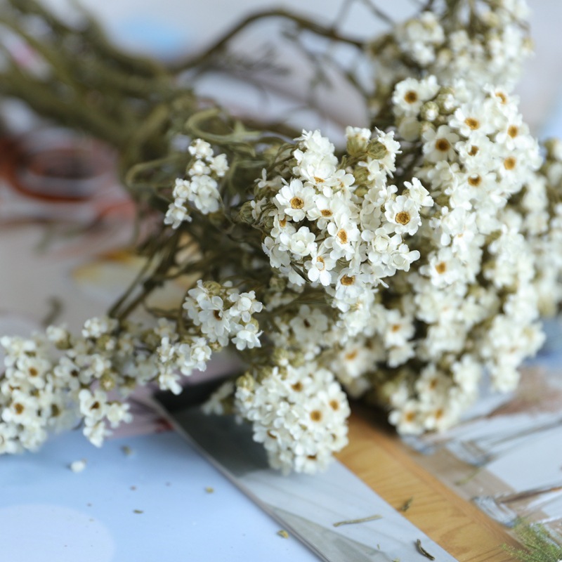 法国白梅相思梅黛西永生花文艺清新星芹小菊diy白色小花拍摄道具