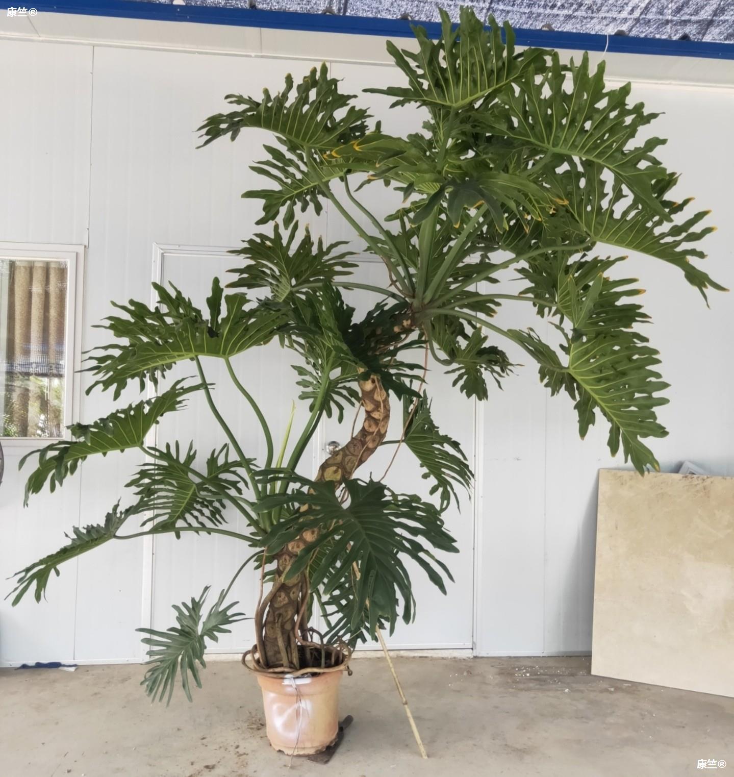 春羽龙鳞杆老桩室内大小盆栽一物一拍水培绿植吸甲醛自产自销包邮