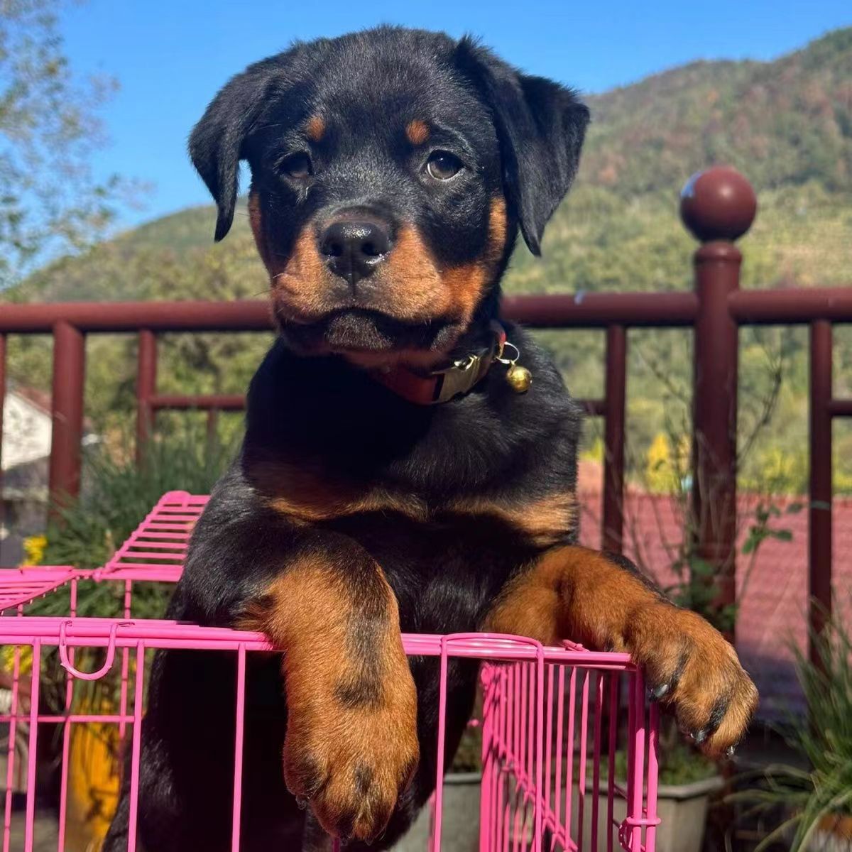 纯种罗威纳幼犬活体罗威纳犬幼崽大型犬德系罗威纳护卫犬-阿里巴巴