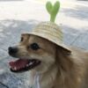 Pet Supplies Amazon Pets Pea Straw hat Pets Dogs Visor Sell ​​Meng Artifact Pets Headdress